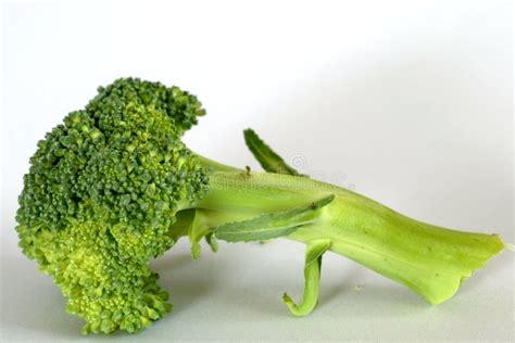 Broccoli Stalk Stock Image Image Of Edible Vegetable 1685679