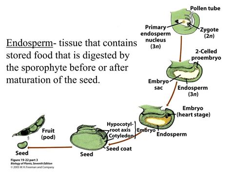 Ppt Introduction To The Angiosperms Powerpoint Presentation Free