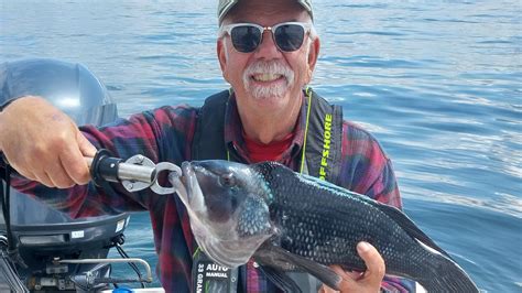 Black Sea Bass Season Is Here What To Know Before Heading Out