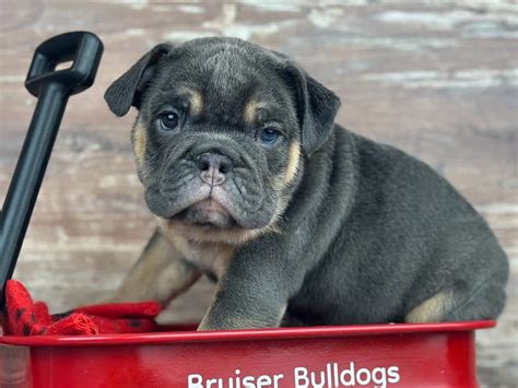 Blue English Bulldog Puppies For Sale Color Guide (2024)Bruiser Bulldogs