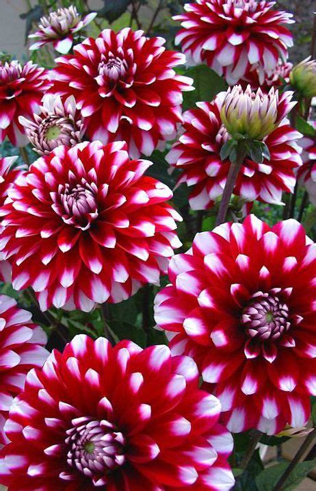 Karma Yin Yang Dahlia Verwer Dahlias Egzotik çiçekler Nadir