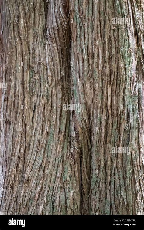 Juniper tree Bark Texture. Natural coniferous bark background. Juniperus excelsa, commonly ...