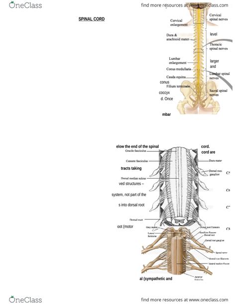 Conus Medullaris Anatomy - Anatomical Charts & Posters