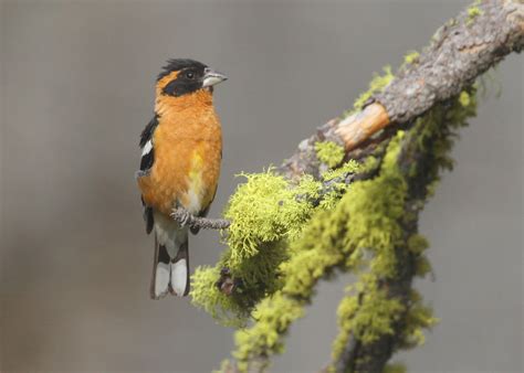 Photo Gallery • Black-headed Grosbeak