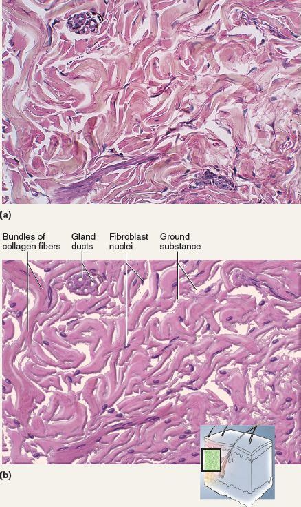 Function Of Dense Connective Tissue