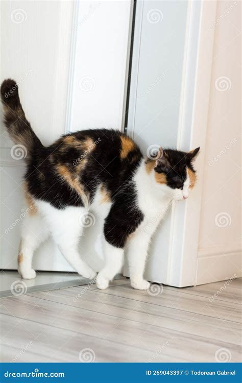 Portrait Of A Calico Cat At Home Calico Cats Are Domestic Cats With A