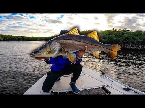 Tossing Huge Live Bait At Massive Snook Youtube