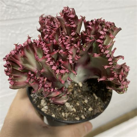 10cm Cactus Live Plants Euphorbia Trigona F Variegata Beautiful Rare