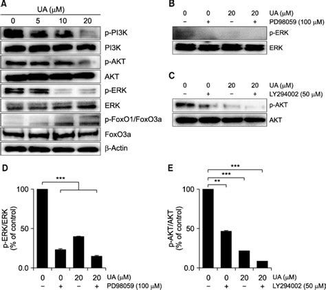 Effect Of Ursolic Acid Ua On Erk And Pi3kakt Signaling Pathways In