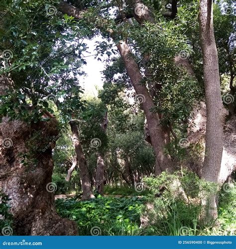 Forests Are Gold Trees People And Environmental Ru 2