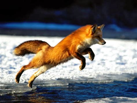 Natureza Raposa Vermelha Fox