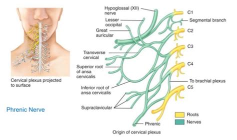 Chapter 13 The Spinal Cord And Spinal Nerves Flashcards Quizlet