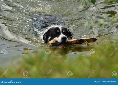 Border Collie Is Swimming In The Water Stock Photo Image Of Road