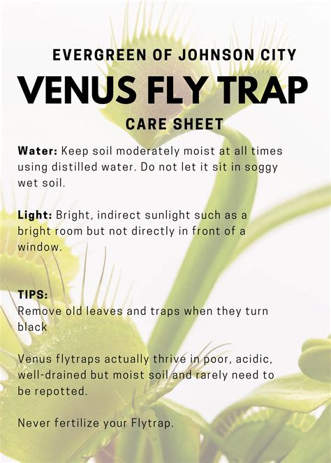 how to care for a venus fly trap 6