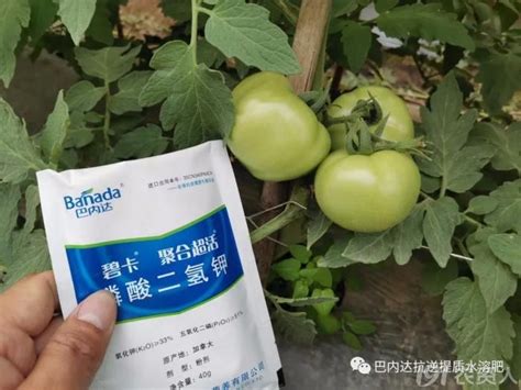 番茄的需肥规律是什么？有什么施肥要领？种植圈191农资人 农技社区服务平台