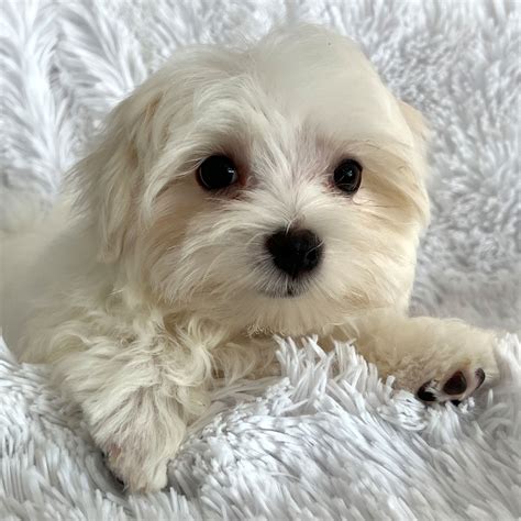 Malshi Puppy For Sale Heavenly Puppies