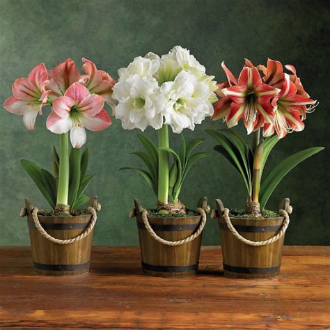 Amaryllis Pflegeanleitung Nach Der Bl Te F R Das Ganze Jahr