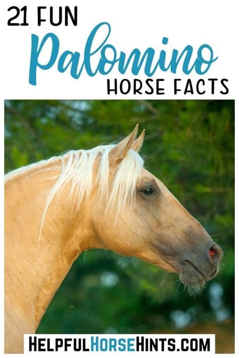 Palomino horses are quite literally the golden gods and goddesses of ...