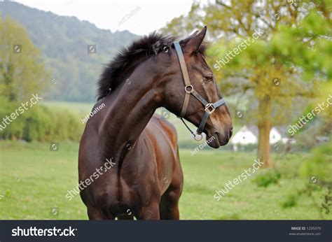 Horse Turning Head Side Showing Muscles Stock Photo 1295979 Shutterstock