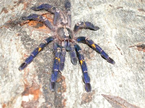 Poecilotheria metallica | wrxspecr1 | Flickr