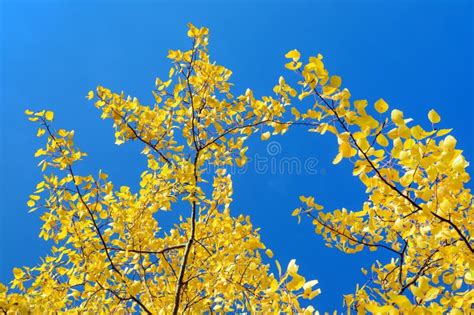 Common Aspen Populus Tremula Leaf In Golden Hour Sunlight Stock Image