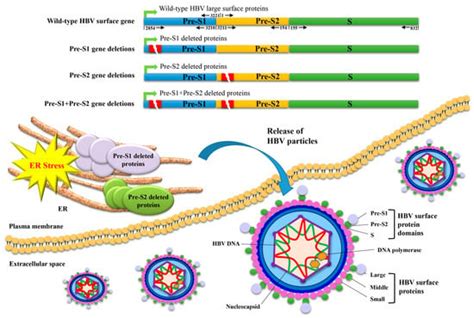 Hepatitis B Virus Pre S Gene Deletions And Pre S Deleted Proteins