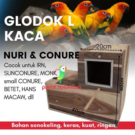 Jual Glodok L Kayu Burung Parrot Sarang Ternak Besar Nuri SC Conure