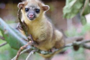 Symbolic Classic Adoption: Kinkajou – Toucan Rescue Ranch