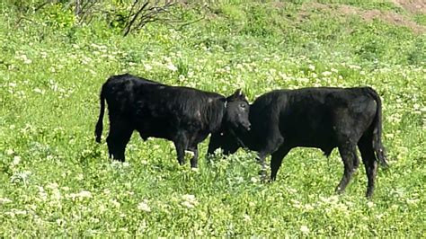 Bulls on the lawn Быки на лужайке 芝生の上の雄牛 लन पर बल ხარი გაზონზე