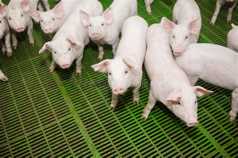 Granja De Cerdo Peque Os Cochinillos El Cultivo De Cerdo Es El Aumento