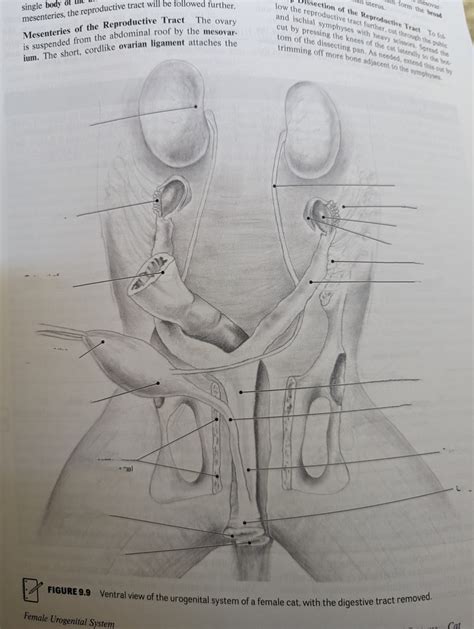 Female Cat Reproductive Diagram Diagram Quizlet