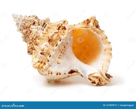 Polynesian Conch Shell Horn Stock Image - Image of blowing, destination ...