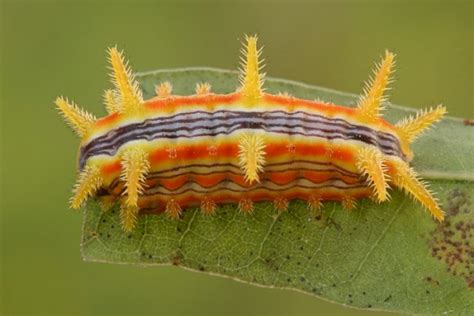 Amazing Caterpillars Weird Beautiful Colorful Caterpillars Most