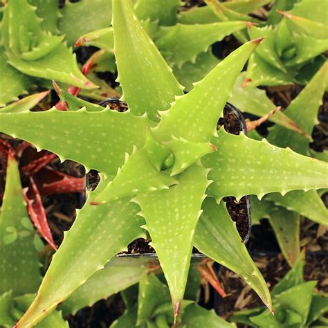 Aloe Dorotheae Sunset Aloe Mountain Crest Gardens®