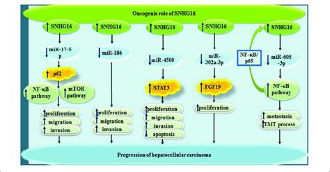 Oncogenic Roles Of Snhg16 In Hepatocellular Carcinoma Via Sponging