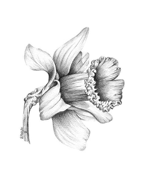 Daffodil Pencil Sketch at PaintingValley.com | Explore collection of ...