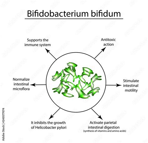 Useful Properties Of Bifidobacterium Probiotic, , 50% OFF