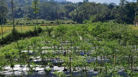 Panen Cabe Kangkung Dan Genjer Di Sawah Indahnya Alam Pedesaan Youtube