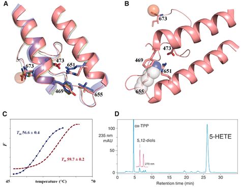 The Structure Of Human 5 Lipoxygenase Science