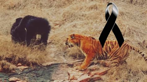 Tigre siberiano vs oso grizzly Quien ganaría versus de animales y