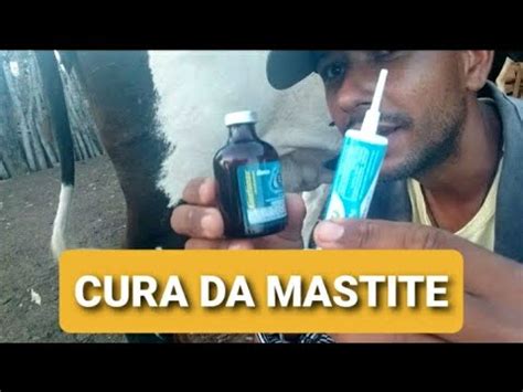 Como Curar A Mastite Em Vaca Leiteira Indico Medicamentos E