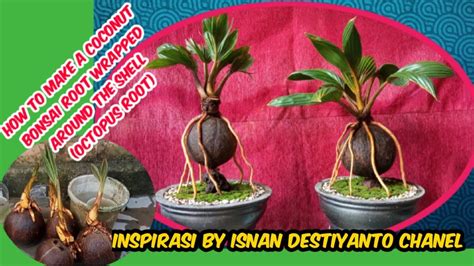 Cara Membuat Bonsai Kelapa AKAR Melilit Batok Akar Kaki Gurita Coconut