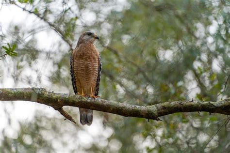 El P Jaro Halc N De Hombros Rojos Posado En La Rama De Un Rbol En