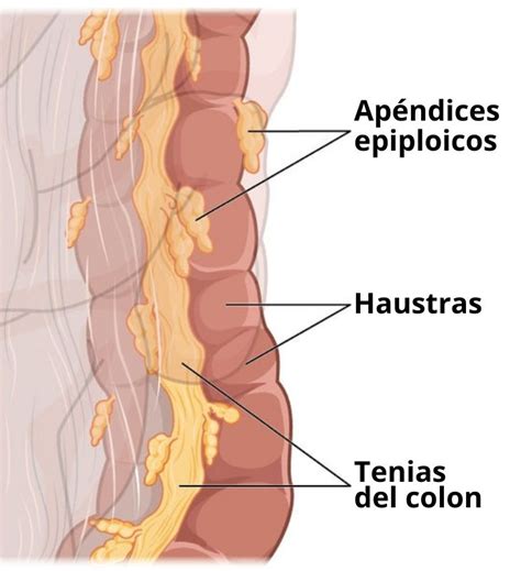 Haustras Concepto Histolog A Motilidad Enfermedades