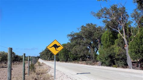 Wildlife Wonders: Australian Animal Outback Adventure! - Cumming Local