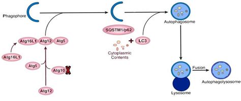 Schematic Representation Of Autophagy Related Gene Proteins Involved In Download Scientific