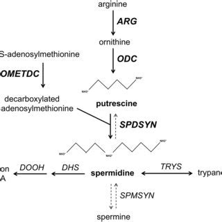 The Polyamine Biosynthetic Pathway The Polyamine Biosynthetic Pathway