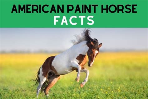 10 Fun Facts About the American Paint Horse - Helpful Horse Hints