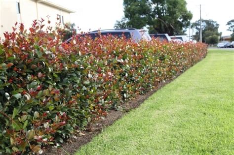 Australian Native Hedge Plants Gardening Guide