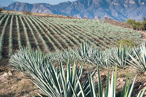 450+ Blue Agave Landscape Stock Photos, Pictures & Royalty-Free Images - iStock